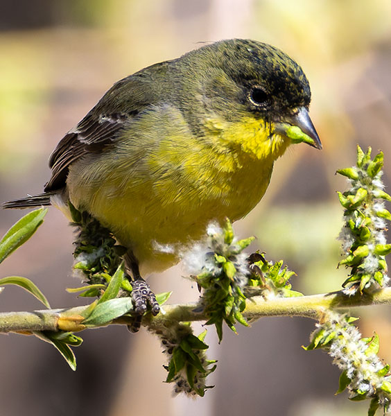 Lesser Goldfinch Carduelis psaltria