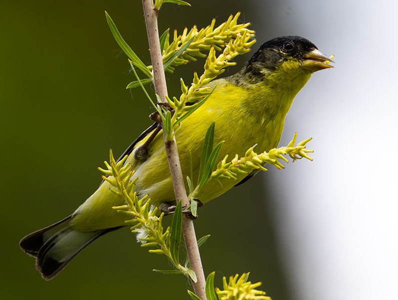 Lesser Goldfinch Carduelis psaltria