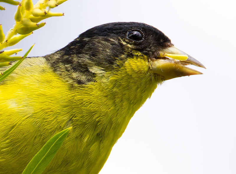 Lesser Goldfinch Carduelis psaltria