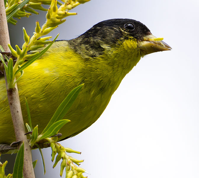 Lesser Goldfinch Carduelis psaltria