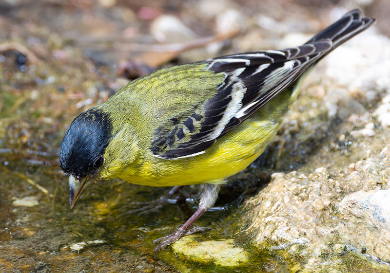 Lesser Goldfinch Carduelis psaltria
