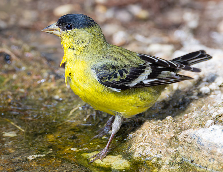 Lesser Goldfinch Carduelis psaltria