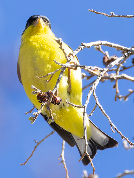Lesser Goldfinch Carduelis psaltria