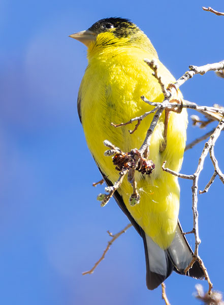 Lesser Goldfinch Carduelis psaltria