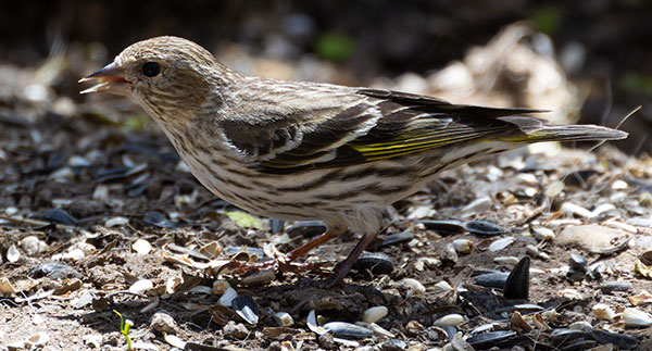 Pine Siskin Spinus Pinus