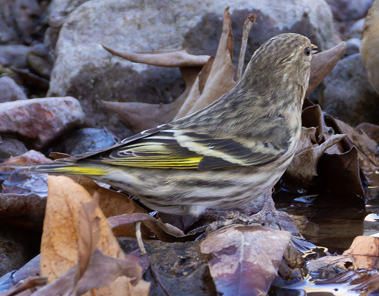 Pine Siskin Spinus Pinus