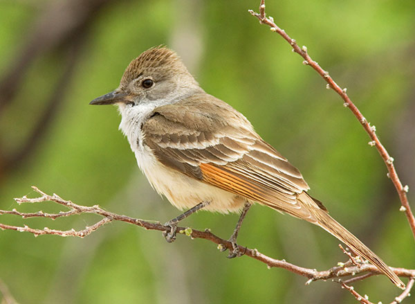 Ash-throated Flycatcher Myiarchus cinerascens 