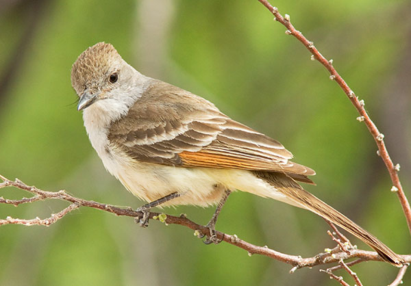 Ash-throated Flycatcher Myiarchus cinerascens 