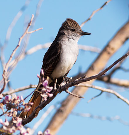 Ash-throated Flycatcher Myiarchus cinerascens 