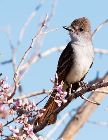 Ash-throated Flycatcher Myiarchus cinerascens 