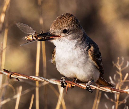 Ash-throated Flycatcher Myiarchus cinerascens 
