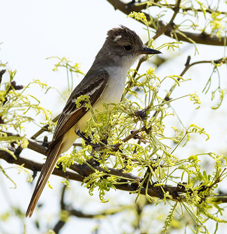 Ash-throated Flycatcher Myiarchus cinerascens 