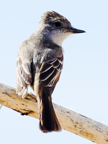 Ash-throated Flycatcher Myiarchus cinerascens 