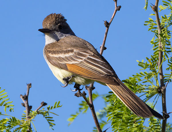 Ash-throated Flycatcher Myiarchus cinerascens 