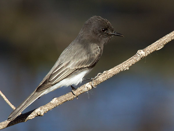 Black Phoebe Sayornis nigricans 