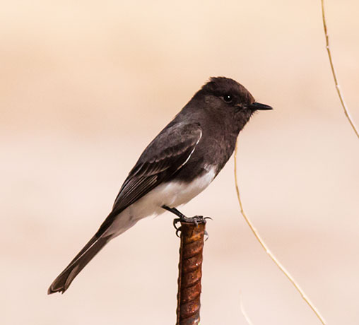 Black Phoebe Sayornis nigricans 