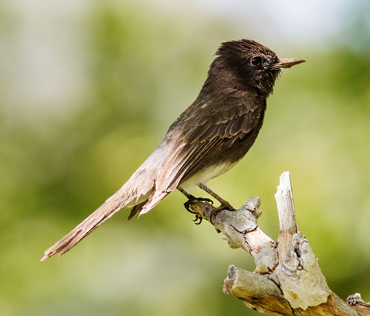 Black Phoebe Sayornis nigricans 