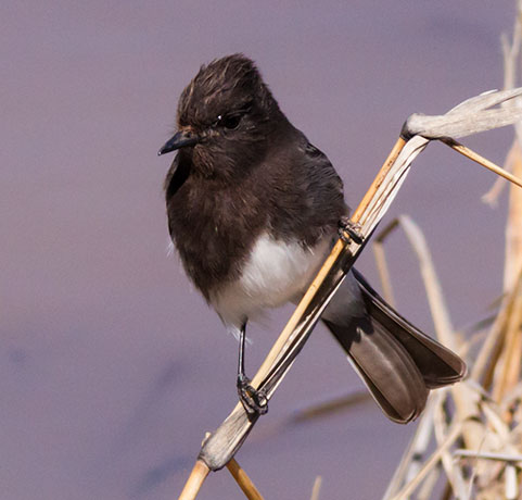 Black Phoebe Sayornis nigricans 