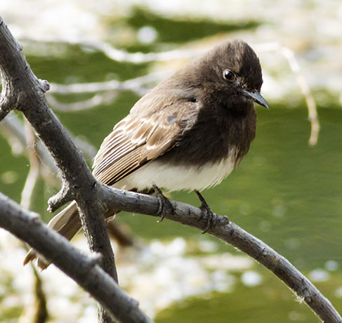Black Phoebe Sayornis nigricans 