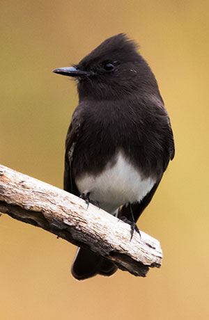 Black Phoebe Sayornis nigricans 