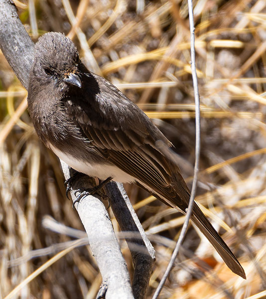 Black Phoebe Sayornis nigricans 