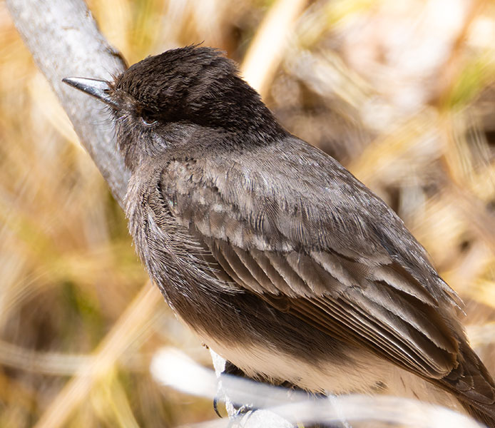 Black Phoebe Sayornis nigricans 