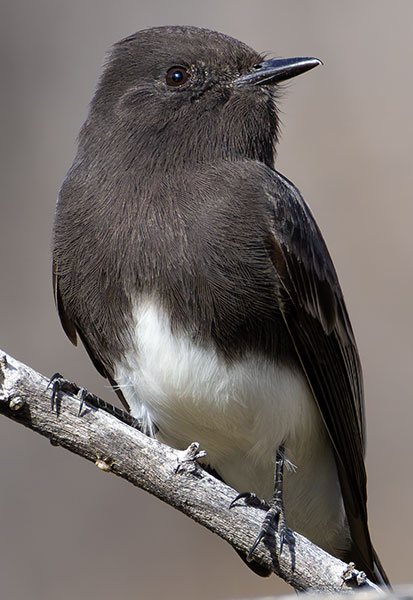 Black Phoebe Sayornis nigricans 