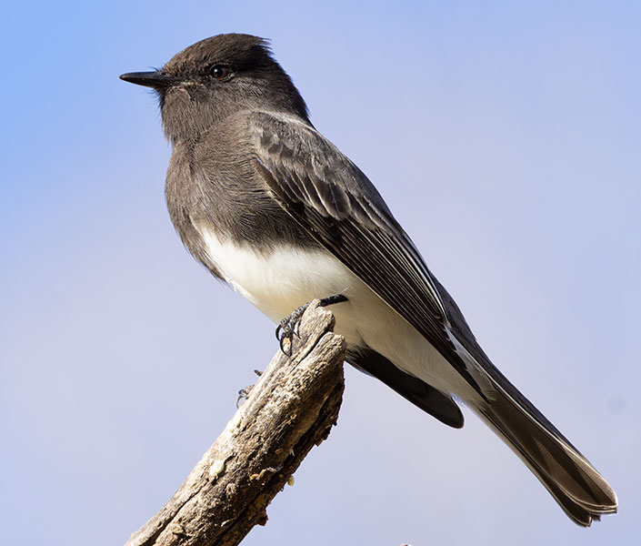 Black Phoebe Sayornis nigricans 