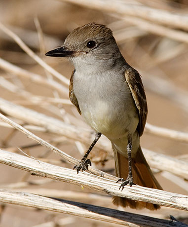 Brown-crested Flycatcher Myiarchus tyrannulus