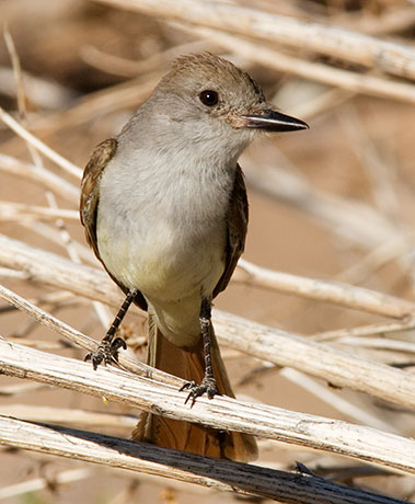 Brown-crested Flycatcher Myiarchus tyrannulus