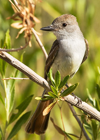 Brown-crested Flycatcher Myiarchus tyrannulus