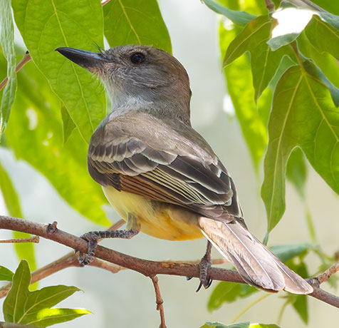 Brown-crested Flycatcher Myiarchus tyrannulus