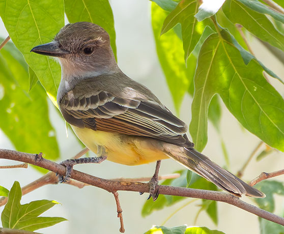 Brown-crested Flycatcher Myiarchus tyrannulus
