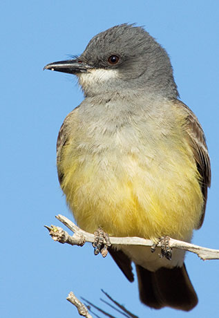 Cassin's Kingbird Tyrannus vociferans 