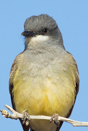 Cassin's Kingbird Tyrannus vociferans 