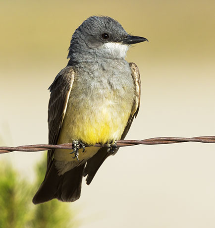 Cassin's Kingbird Tyrannus vociferans 
