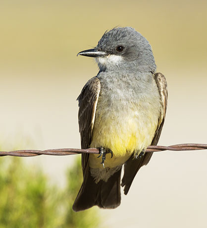Cassin's Kingbird Tyrannus vociferans 
