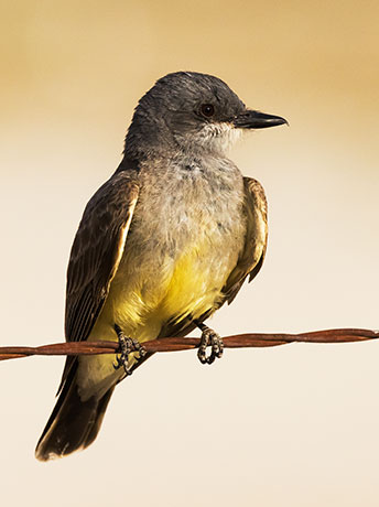Cassin's Kingbird Tyrannus vociferans 