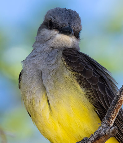 Cassin's Kingbird Tyrannus vociferans 