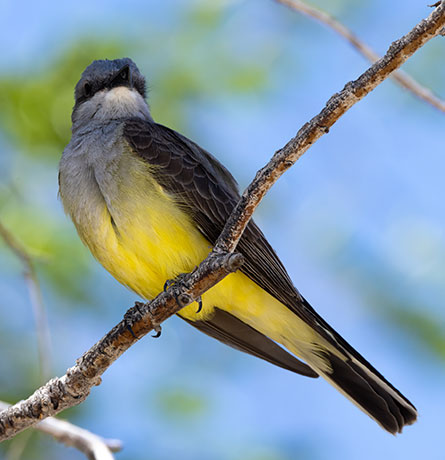 Cassin's Kingbird Tyrannus vociferans 