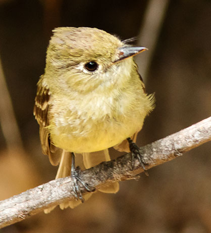 Cordilleran Flycatcher Empidonax occidentalis 