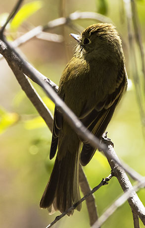 Cordilleran Flycatcher Empidonax occidentalis 