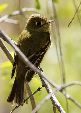 Cordilleran Flycatcher Empidonax occidentalis 