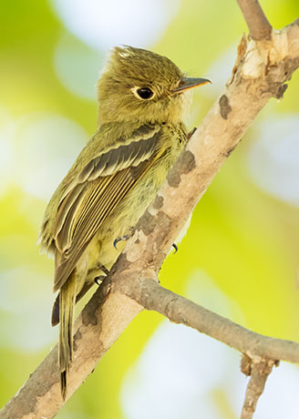 Cordilleran Flycatcher Empidonax occidentalis 