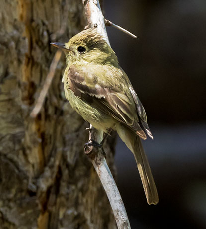 Cordilleran Flycatcher Empidonax occidentalis 