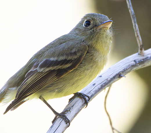 Cordilleran Flycatcher Empidonax occidentalis 