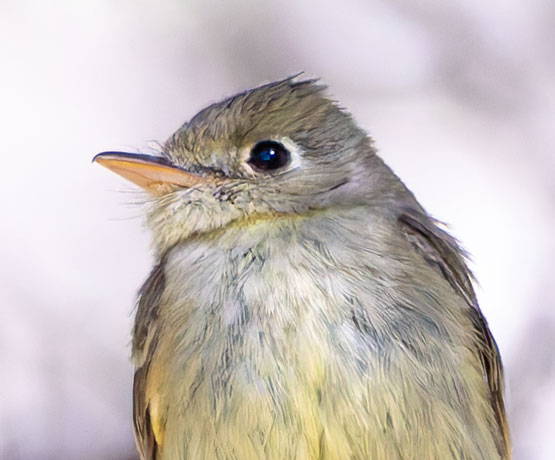 Western (Cordilleran) Flycatcher Empidonax difficilis (occidentalis) 