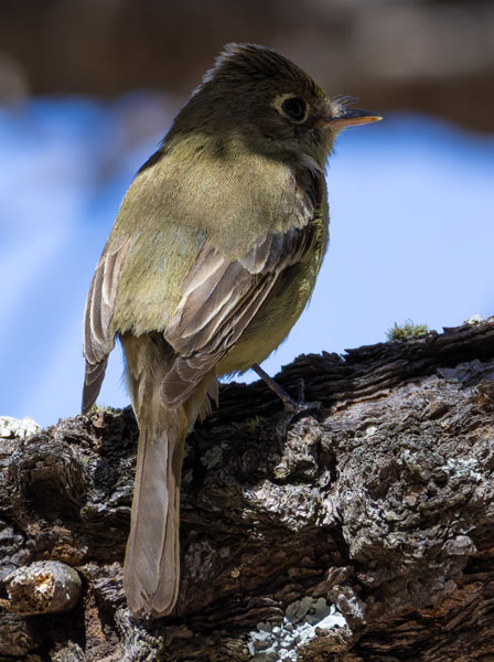 Western (Cordilleran) Flycatcher Empidonax difficilis (occidentalis) 