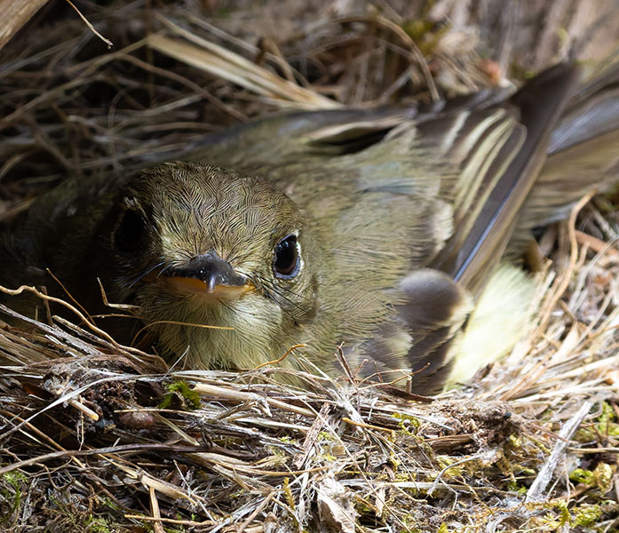 Western (Cordilleran) Flycatcher Empidonax difficilis (occidentalis) 