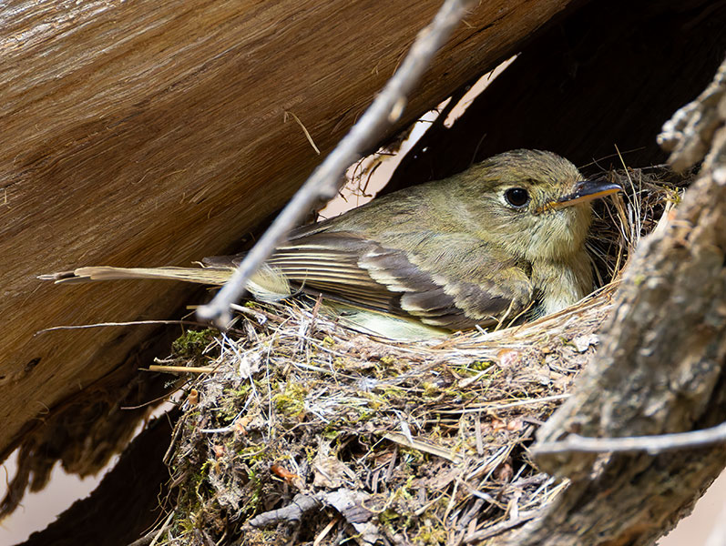 Western (Cordilleran) Flycatcher Empidonax difficilis (occidentalis) 